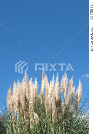 潘帕斯草 銀絲草原草 藍天 1978681