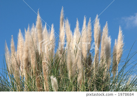 潘帕斯草 銀絲草原草 綠葉 1978684