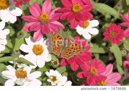 polygonia, zinia, butterfly 1978686