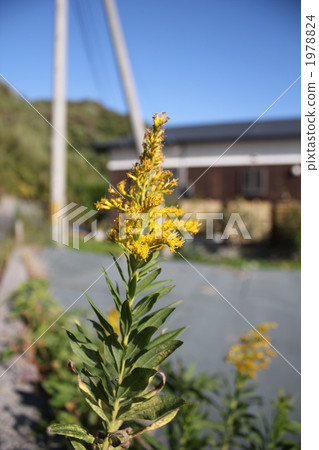 長頸鹿草 長頸鹿草 1978824