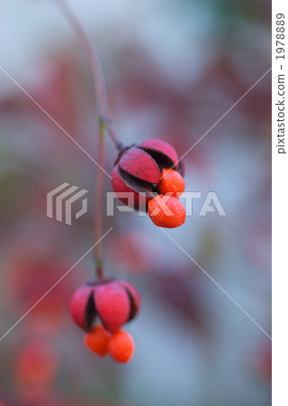 Suspended flowers 1978889