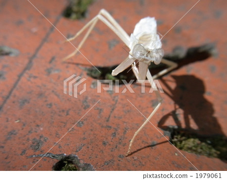 一把白斧頭 1979061