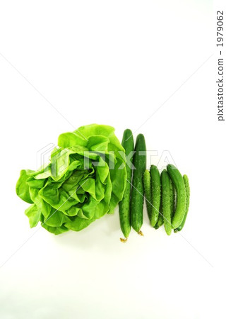 葉菜類 綠色蔬菜 萵苣 1979062