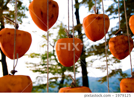 Dried persimmon 1979125