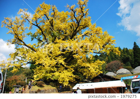 Large ginkgo of Shimojo Large ginkgo of Shimojo 1979275
