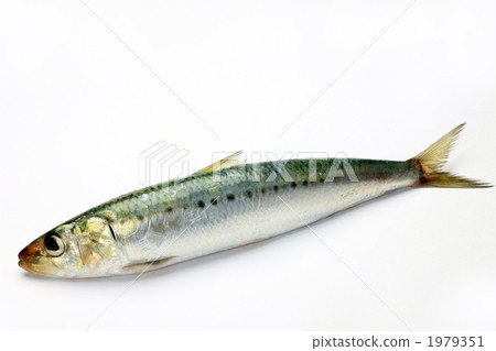 沙丁魚 1979351