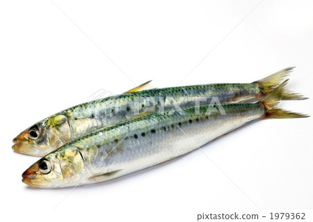 sardine sardine 1979362