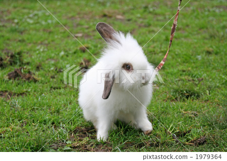 可愛的孩子兔子 可愛的孩子兔子 1979364
