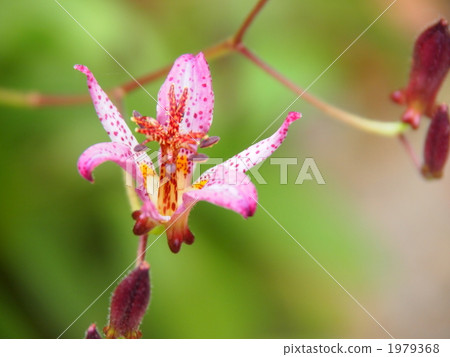 杜鵑雜誌 1979368