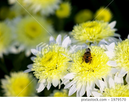 Chrysantrum and bee 1979570