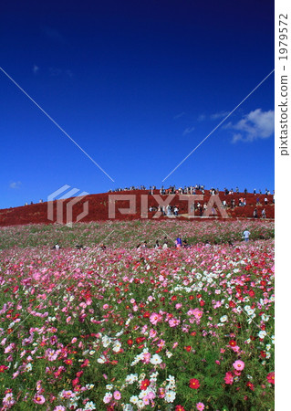 National Hitachi Seaside Park 1979572