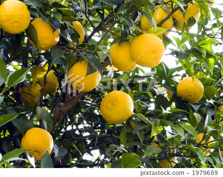 香櫞 香櫞 1979689