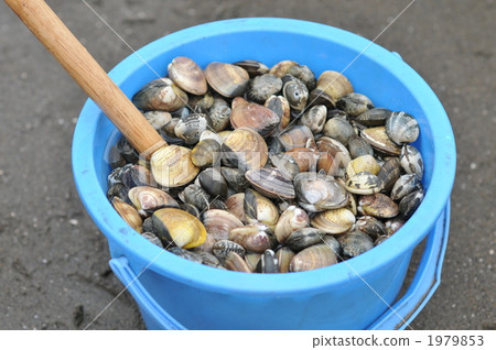 Seashell harvest Seashell harvest 1979853