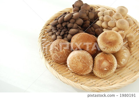 Three types of mushrooms 1980191