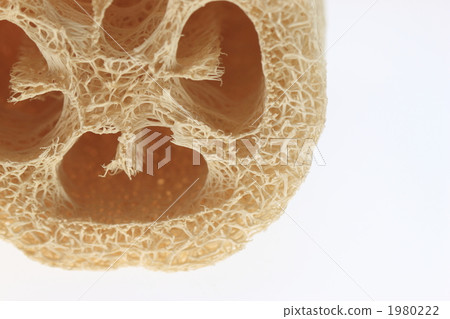 Tochimushi Tochimushi 1980222