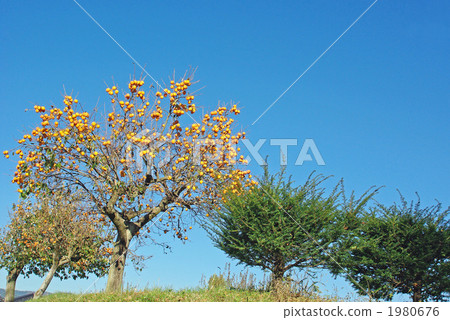 銀行的柿樹 1980676