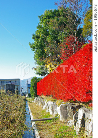 Doudendzi的紅色樹籬 1980678