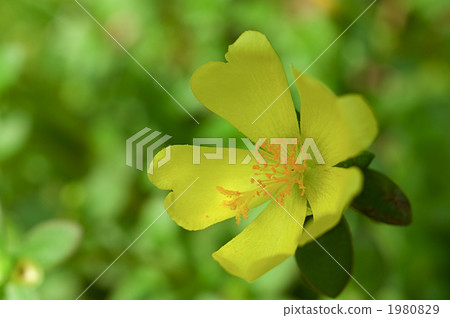 Yellow bean paste Yellow bean paste 1980829