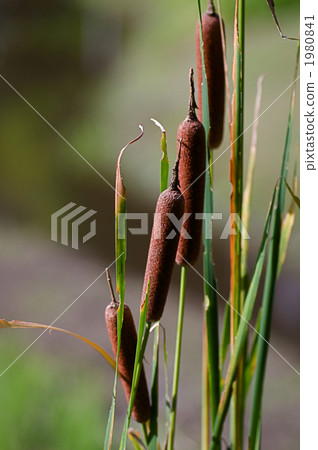 Ear of the Gama Ear of the Gama 1980841