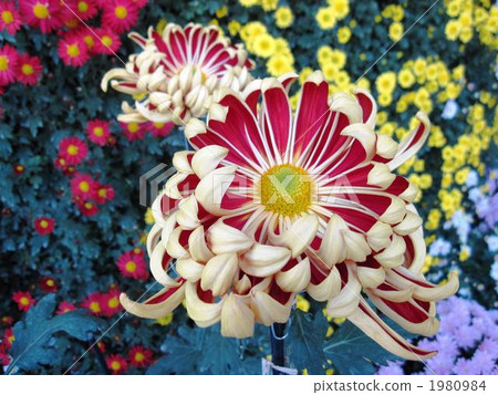 經典的菊花 菊花 花朵 1980984