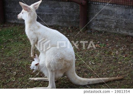 White kangaroo 1981354