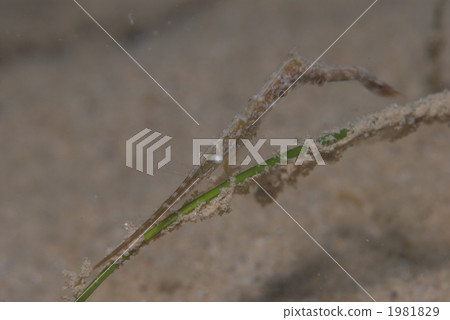 Togarillo shrimp 1981829