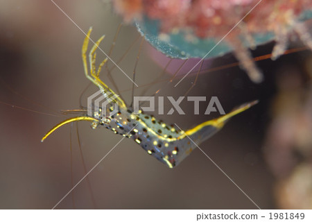 Mikaduki常見的蝦 1981849