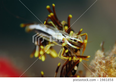 Sea cucumber 1981858