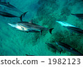 Dolphin 1982123