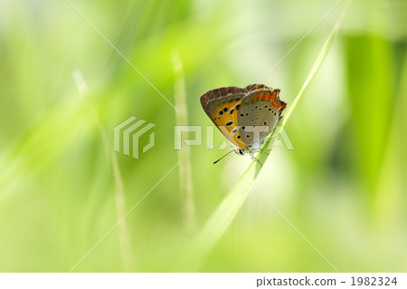 沙依蝴蝶 普通灰蝶 紅灰蝶 1982324