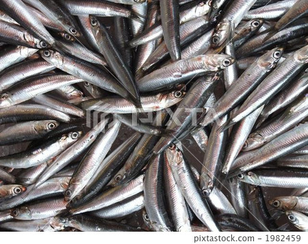 Sardine large catch 1982459