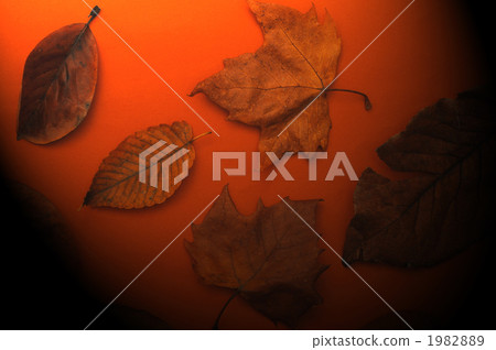 tree leaves, dead leaves, dead leaf 1982889