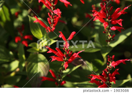 菠蘿鼠尾草 1983086