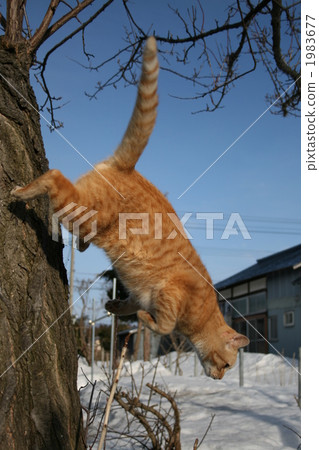 Jump! 1983677