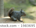 Squirrel on the stump 1983695