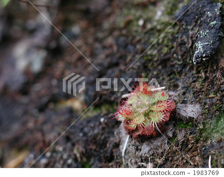 komousengoke, drosera, insectivorous plant 1983769