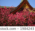 clear, ume, kitano shrine 1984243