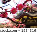 ume, shrines and temples, kitano shrine 1984316