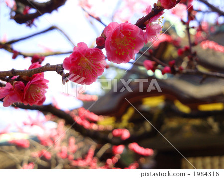 梅花 梅 寺 1984316