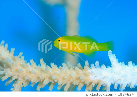 Kairo coral goby 1984624