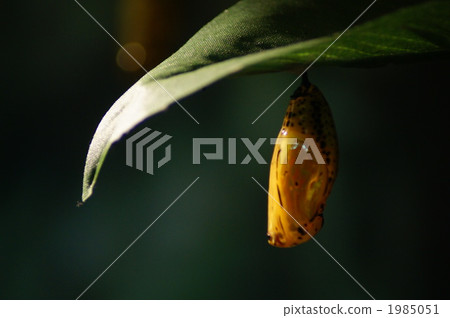 Pupa of Stag beetle 1985051