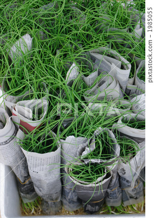 Waiting for planting Onion seedlings 1985055