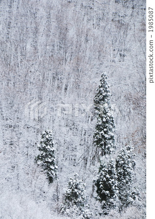 First snow of satoyama First snow of satoyama 1985087