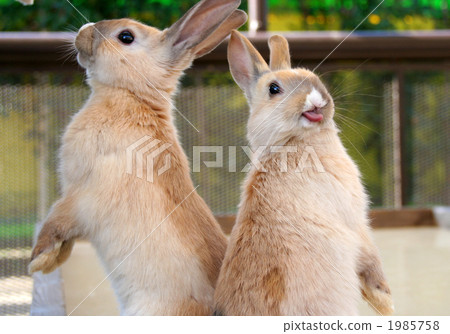 A rabbit out tongue 1985758