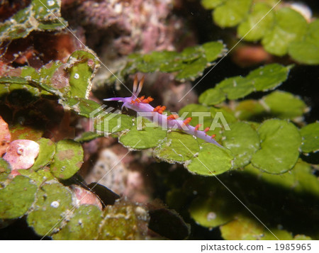 Rouge Minnow Rouge Minnow 1985965