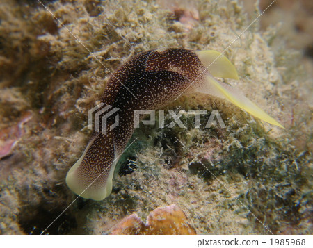 Konayuki Swallow Guy Konayuki Swallow Guy 1985968