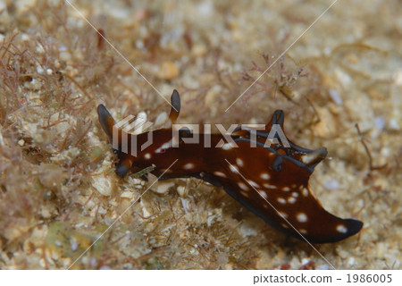 Kuro Heli American Fly 1986005