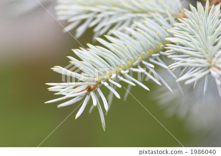 Bungenstub Bungenstub 1986040