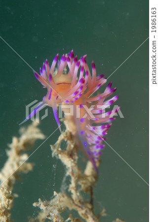 Sesame Minnowsumi 1986163