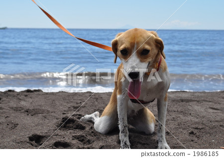 Playing with a dog and the beach 2 Playing with a dog and the beach 2 1986185